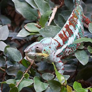 Panther Chameleon
