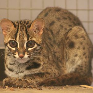 Palawan leopard cat (Prionailurus bengalensis heaneyi)