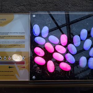 Philippine crocodile exhibit - interactive board