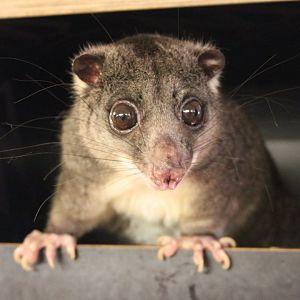 New Guinea ground cuscus (Phalanger gymnotis leucippus)