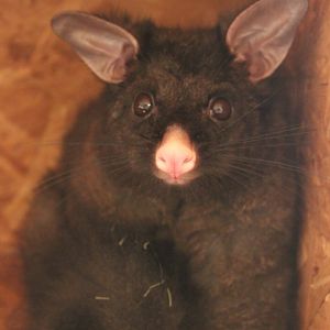 Brushtail possum (Trichosurus vulpecula)