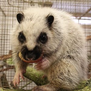 Northern Luzon giant cloud rat (Phloeomys pallidus)