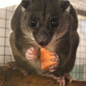 New Guinea ground cuscus (Phalanger gymnotis leucippus)