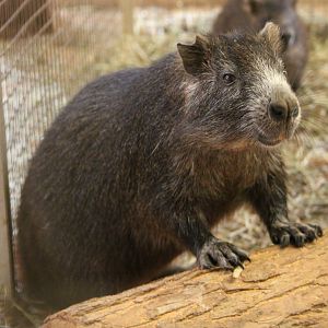 Desmarest's hutia (Capromys pilorides)