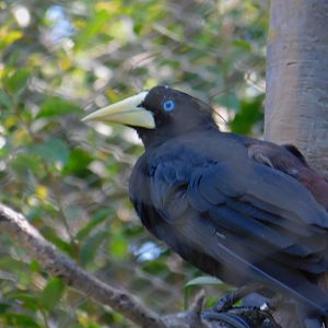Crested Oropendola