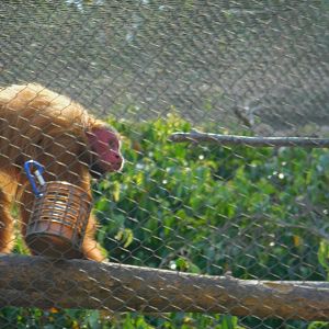 Red Uakari