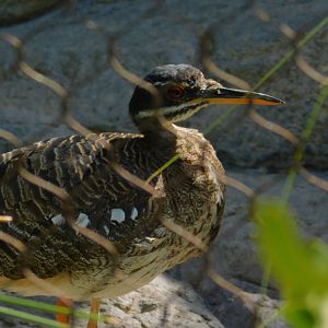 Sunbittern