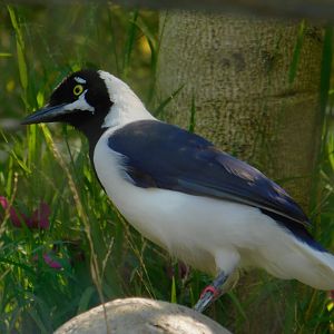 White Tailed Jay