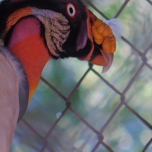King Vulture