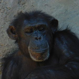 Chimpanzee