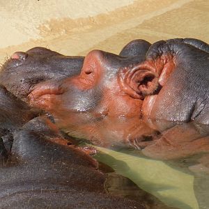 Hippopotamus