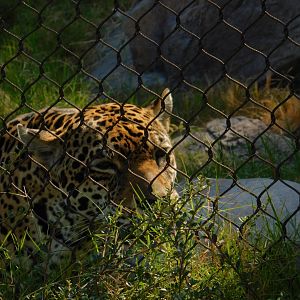 Jaguar