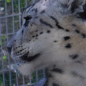 Snow Leopard