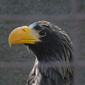 Steller’s Sea Eagle