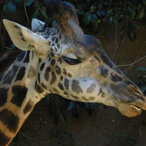 Masai Giraffe