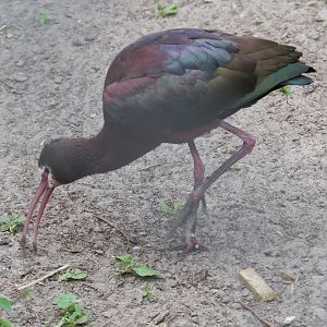 White-faced ibis (Plegadis chihi), 2019-05-25