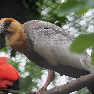 Buff-necked ibis (Theristicus caudatus), 2019-05-25