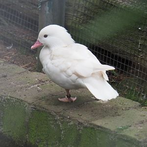 Leucistic Mandarin duck (Aix galericulata), 2019-05-25