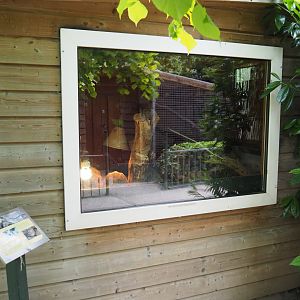 Juvenile African spurred tortoise terrarium, 2019-05-25