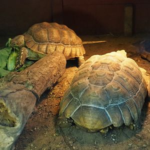 Juvenile African spurred tortoises (Centrochelys sulcata), 2019-05-25