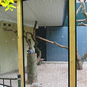Hybrid cockatoo - Congo grey parrot - Blue-and-gold macaw - Chilean tinamou aviary, 2019-05-25