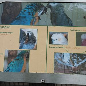 Parrots sign, 2019-05-25