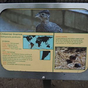Sign Chilean tinamou, 2019-05-25