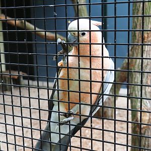 Galah x Lesser sulphur-crested hybrid cockatoo (Eolophus roseicapilla x Cacatua sulphurea), 2019-05-25