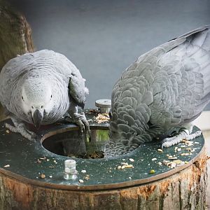 Congo grey parrot (Psittacus erithacus erithacus), 2019-05-25