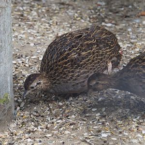 Chilean tinamou (Nothoprocta perdicaria), 2019-05-25