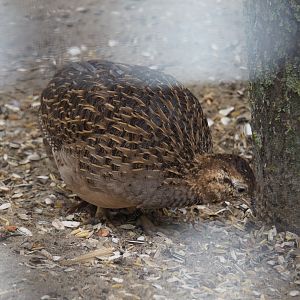 Chilean tinamou (Nothoprocta perdicaria), 2019-05-25