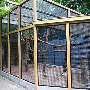 Hybrid cockatoo - Congo grey parrot - Blue-and-gold macaw - Chilean tinamou aviary, 2019-05-25