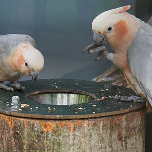 Galah x Lesser sulphur-crested hybrid cockatoos (Eolophus roseicapilla x Cacatua sulphurea), 2019-05-25