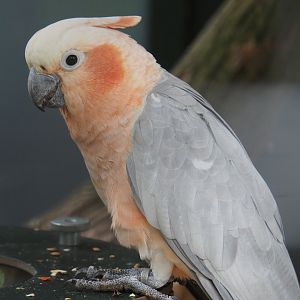 Galah x Lesser sulphur-crested hybrid cockatoo (Eolophus roseicapilla x Cacatua sulphurea), 2019-05-25