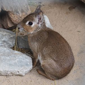 Chacoan mara (Dolichotis salinicola), 2019-05-25