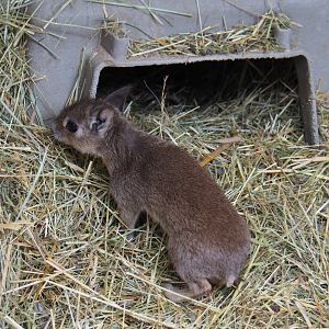 Chacoan mara pup (Dolichotis salinicola), 2019-05-25