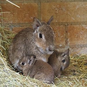Chacoan mara with pups (Dolichotis salinicola), 2019-05-25