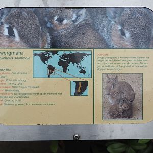 Sign Chacoan mara, 2019-05-25