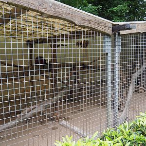 Chacoan mara and Satyr tragopan exhibit, 2019-05-25