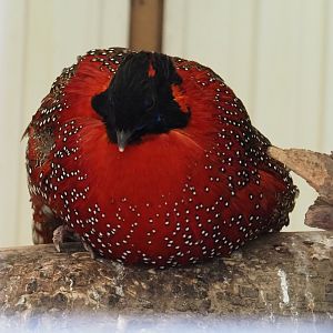 Satyr tragopan (Tragopan satyra), 2019-05-25