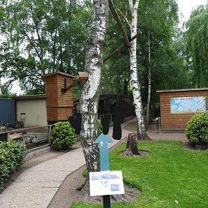 Palawan binturong exhibit, 2019-05-25