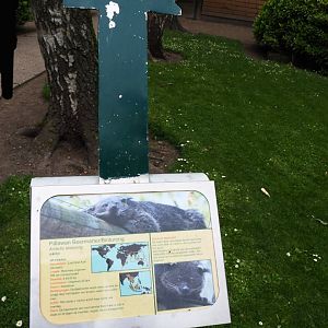 Sign and arrow Palawan binturong, 2019-05-25