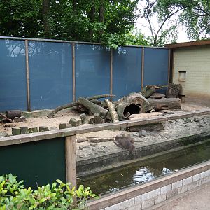 Asian small-clawed otter exhibit, 2019-05-25