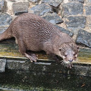 Asian small-clawed otter (Aonyx cinerea), 2019-05-25
