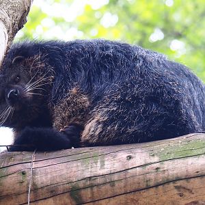 Palawan binturong (Arctictis binturong whitei), 2019-05-25