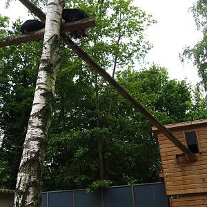 Palawan binturong exhibit, 2019-05-25