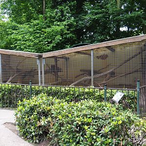 Chacoan mara and Satyr tragopan aviary, 2019-05-25
