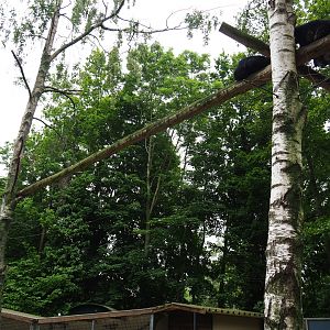 Palawan binturong exhibit - Birch trees and poles, 2019-05-25