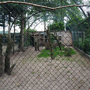 White-striped dorcopsis - Papuan wreathed hornbill - Masked lapwing exhibit, 2019-05-25