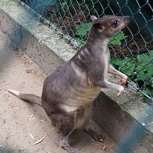 White-striped dorcopsis (Dorcopsis hageni), 2019-05-25